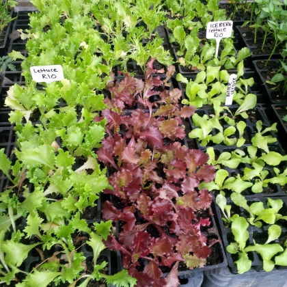 GROWING GREEN NURSERY & LANDSCAPING - Always in stock: fresh seasonal seedlings
