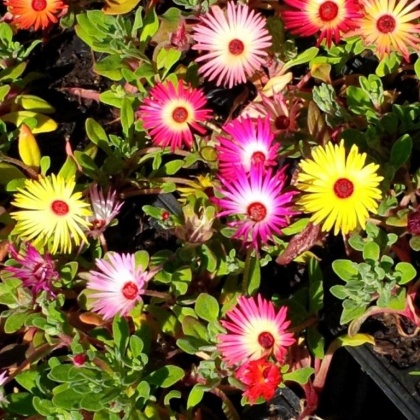 GROWING GREEN NURSERY & LANDSCAPING - Happiness is... adding colour to your garden!
