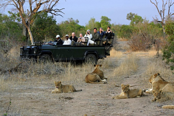 Wild Wings Safaris - Lions spotted from open safari vehicle game drive
