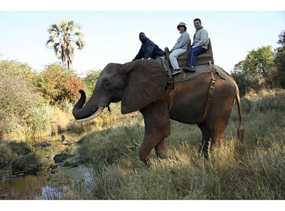 Wild Wings Safaris - Elephant back safaris, Victoria Falls